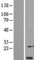 NDUFA11 / B14.7 Protein - Western validation with an anti-DDK antibody * L: Control HEK293 lysate R: Over-expression lysate