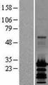 NDUFA13 / GRIM19 Protein - Western validation with an anti-DDK antibody * L: Control HEK293 lysate R: Over-expression lysate