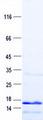 NDUFA13 / GRIM19 Protein