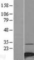 NDUFA4 Protein - Western validation with an anti-DDK antibody * L: Control HEK293 lysate R: Over-expression lysate