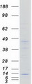 NDUFA4 Protein - Purified recombinant protein NDUFA4 was analyzed by SDS-PAGE gel and Coomassie Blue Staining