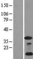 NDUFA4L2 Protein - Western validation with an anti-DDK antibody * L: Control HEK293 lysate R: Over-expression lysate
