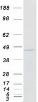 NDUFA9 Protein - Purified recombinant protein NDUFA9 was analyzed by SDS-PAGE gel and Coomassie Blue Staining