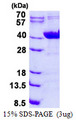 NDUFAF1 / CIA30 Protein