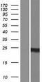 NDUFAF2 / NDUFA12L Protein - Western validation with an anti-DDK antibody * L: Control HEK293 lysate R: Over-expression lysate