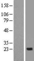 NDUFB10 Protein - Western validation with an anti-DDK antibody * L: Control HEK293 lysate R: Over-expression lysate