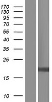 NDUFB11 Protein - Western validation with an anti-DDK antibody * L: Control HEK293 lysate R: Over-expression lysate