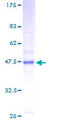 NDUFB11 Protein - 12.5% SDS-PAGE of human NDUFB11 stained with Coomassie Blue