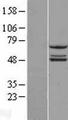 NDUFS2 Protein - Western validation with an anti-DDK antibody * L: Control HEK293 lysate R: Over-expression lysate