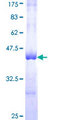 NDUFS2 Protein - 12.5% SDS-PAGE Stained with Coomassie Blue.