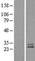 NDUFS3 Protein - Western validation with an anti-DDK antibody * L: Control HEK293 lysate R: Over-expression lysate