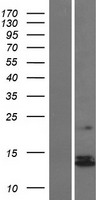 NDUFS6 Protein - Western validation with an anti-DDK antibody * L: Control HEK293 lysate R: Over-expression lysate