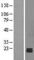 NDUFS7 Protein - Western validation with an anti-DDK antibody * L: Control HEK293 lysate R: Over-expression lysate