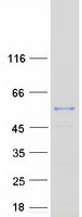 NDUFV1 Protein - Purified recombinant protein NDUFV1 was analyzed by SDS-PAGE gel and Coomassie Blue Staining