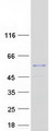 NDUFV1 Protein - Purified recombinant protein NDUFV1 was analyzed by SDS-PAGE gel and Coomassie Blue Staining
