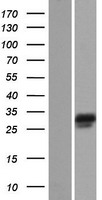 NEBL LASP2 Protein - Western validation with an anti-DDK antibody * L: Control HEK293 lysate R: Over-expression lysate