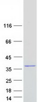 NEBL LASP2 Protein - Purified recombinant protein NEBL was analyzed by SDS-PAGE gel and Coomassie Blue Staining