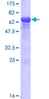 NECAB1 Protein - 12.5% SDS-PAGE of human NECAB1 stained with Coomassie Blue
