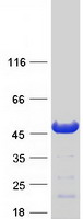 NECAB1 Protein - Purified recombinant protein NECAB1 was analyzed by SDS-PAGE gel and Coomassie Blue Staining