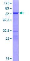 NECAB3 Protein - 12.5% SDS-PAGE of human NECAB3 stained with Coomassie Blue