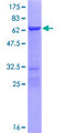 NECAB3 Protein - 12.5% SDS-PAGE of human NECAB3 stained with Coomassie Blue