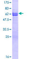 NECAP1 Protein - 12.5% SDS-PAGE of human NECAP1 stained with Coomassie Blue