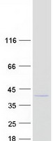 NECAP1 Protein - Purified recombinant protein NECAP1 was analyzed by SDS-PAGE gel and Coomassie Blue Staining
