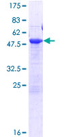 NECAP2 Protein - 12.5% SDS-PAGE of human NECAP2 stained with Coomassie Blue