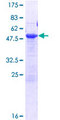 NECAP2 Protein - 12.5% SDS-PAGE of human NECAP2 stained with Coomassie Blue