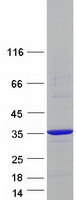 NECAP2 Protein - Purified recombinant protein NECAP2 was analyzed by SDS-PAGE gel and Coomassie Blue Staining