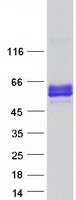 NECL-1 / CADM3 Protein - Purified recombinant protein CADM3 was analyzed by SDS-PAGE gel and Coomassie Blue Staining