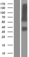 Nectin-1 / PVRL1 Protein - Western validation with an anti-DDK antibody * L: Control HEK293 lysate R: Over-expression lysate