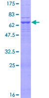 Nectin-1 / PVRL1 Protein - 12.5% SDS-PAGE of human PVRL1 stained with Coomassie Blue