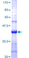 Nectin-1 / PVRL1 Protein - 12.5% SDS-PAGE Stained with Coomassie Blue.