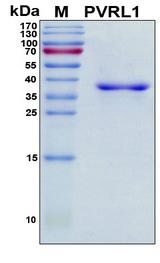 Nectin-1 / PVRL1 Protein