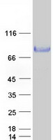 Nectin-1 / PVRL1 Protein - Purified recombinant protein NECTIN1 was analyzed by SDS-PAGE gel and Coomassie Blue Staining