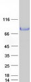 Nectin-1 / PVRL1 Protein - Purified recombinant protein NECTIN1 was analyzed by SDS-PAGE gel and Coomassie Blue Staining