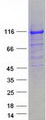 NEDD4L / NEDD4-2 Protein - Purified recombinant protein NEDD4L was analyzed by SDS-PAGE gel and Coomassie Blue Staining