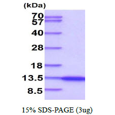 NEDD8 Protein