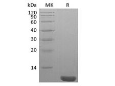NEDD8 Protein - Recombinant Human NEDD8