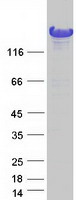 NEDL2 / HECW2 Protein - Purified recombinant protein HECW2 was analyzed by SDS-PAGE gel and Coomassie Blue Staining