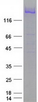 NEFH / NF-H Protein - Purified recombinant protein NEFH was analyzed by SDS-PAGE gel and Coomassie Blue Staining