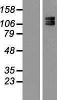 NEFM / NF-M Protein - Western validation with an anti-DDK antibody * L: Control HEK293 lysate R: Over-expression lysate