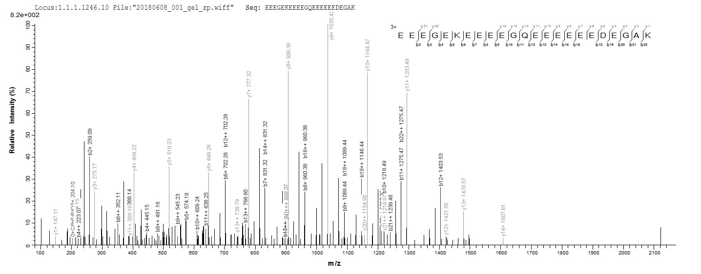 NEFM / NF-M Protein - Based on the SEQUEST from database of E.coli host and target protein, the LC-MS/MS Analysis result of Recombinant Human Neurofilament medium polypeptide(NEFM),partial could indicate that this peptide derived from E.coli-expressed Homo sapiens (Human) NEFM.
