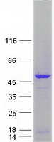 NEIL1 Protein - Purified recombinant protein NEIL1 was analyzed by SDS-PAGE gel and Coomassie Blue Staining