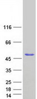 NEIL2 Protein - Purified recombinant protein NEIL2 was analyzed by SDS-PAGE gel and Coomassie Blue Staining
