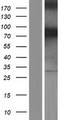NEK11 Protein - Western validation with an anti-DDK antibody * L: Control HEK293 lysate R: Over-expression lysate