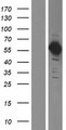 NEK11 Protein - Western validation with an anti-DDK antibody * L: Control HEK293 lysate R: Over-expression lysate