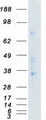 NEK6 Protein - Purified recombinant protein NEK6 was analyzed by SDS-PAGE gel and Coomassie Blue Staining