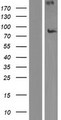 NEK8 Protein - Western validation with an anti-DDK antibody * L: Control HEK293 lysate R: Over-expression lysate